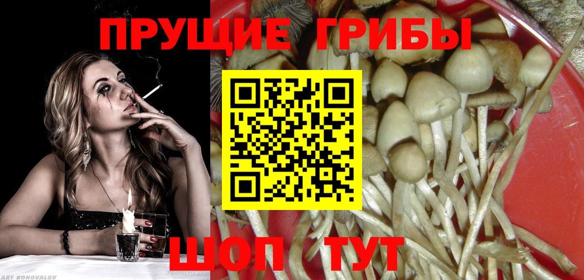 Краснознаменск  Галлюциногенные грибы Psilocybe  Вход с VPN 